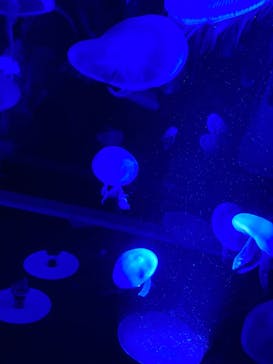 京都水族館に投稿された画像（2020/9/21）