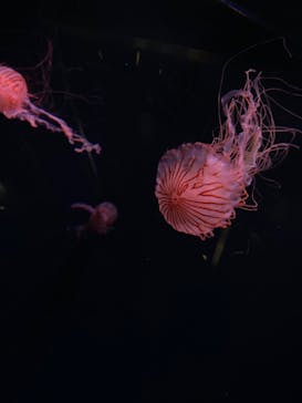 京都水族館に投稿された画像（2020/9/21）