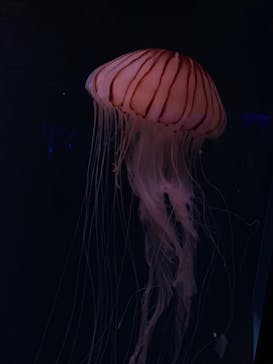 京都水族館に投稿された画像（2020/9/21）