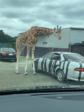 那須サファリパークに投稿された画像（2020/9/21）