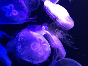 マリンワールド海の中道に投稿された画像（2020/9/21）