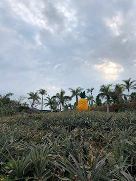 ナゴパイナップルパークに投稿された画像（2020/9/21）