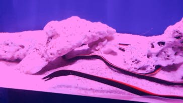 サンシャイン水族館に投稿された画像（2020/9/21）