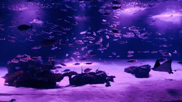 サンシャイン水族館に投稿された画像（2020/9/21）