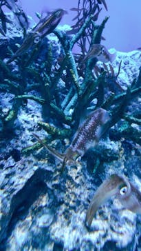 サンシャイン水族館に投稿された画像（2020/9/21）