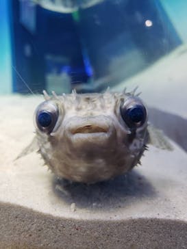 アクアワールド茨城県大洗水族館に投稿された画像（2020/9/21）