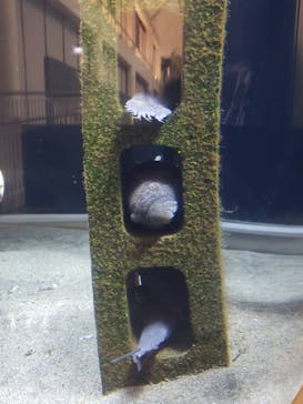 アクアワールド茨城県大洗水族館に投稿された画像（2020/9/21）