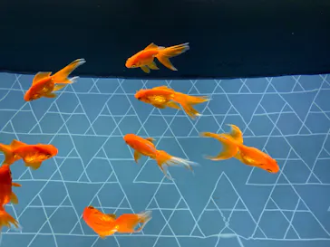 すみだ水族館に投稿された画像（2020/9/21）