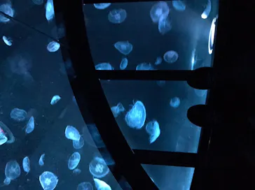 すみだ水族館に投稿された画像（2020/9/21）