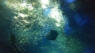 アクアワールド茨城県大洗水族館に投稿された画像（2020/9/21）