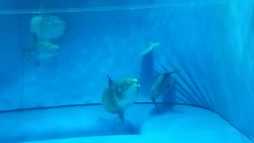 アクアワールド茨城県大洗水族館に投稿された画像（2020/9/21）