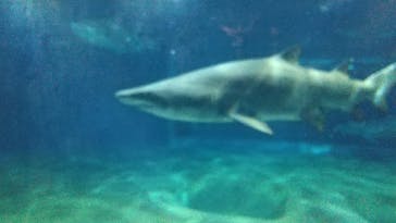 アクアワールド茨城県大洗水族館に投稿された画像（2020/9/21）