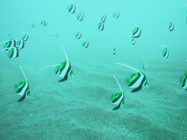 プロダイブショップ ラグナに投稿された画像（2020/9/21）