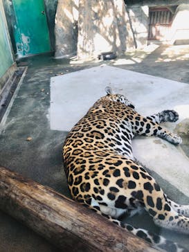 天王寺動物園に投稿された画像（2020/9/21）