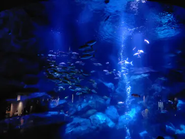 すみだ水族館に投稿された画像（2020/9/21）
