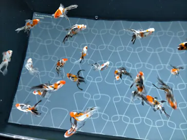 すみだ水族館に投稿された画像（2020/9/21）