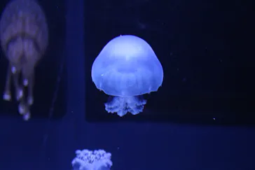 すみだ水族館に投稿された画像（2020/9/21）