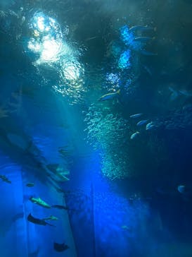 アクアワールド茨城県大洗水族館に投稿された画像（2020/9/21）