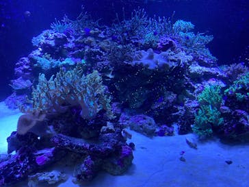 アクアワールド茨城県大洗水族館に投稿された画像（2020/9/21）