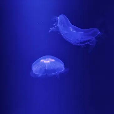 すみだ水族館に投稿された画像（2020/9/21）