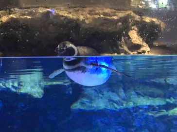 すみだ水族館に投稿された画像（2020/9/21）