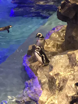 すみだ水族館に投稿された画像（2020/9/21）