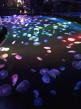 すみだ水族館に投稿された画像（2020/9/21）