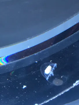 すみだ水族館に投稿された画像（2020/9/21）