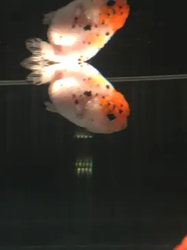 すみだ水族館に投稿された画像（2020/9/21）