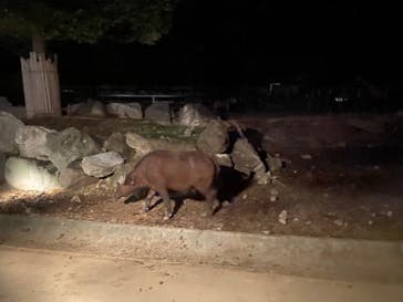 群馬サファリパークに投稿された画像（2020/9/21）