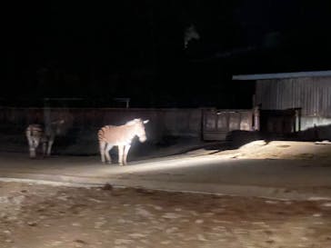 群馬サファリパークに投稿された画像（2020/9/21）