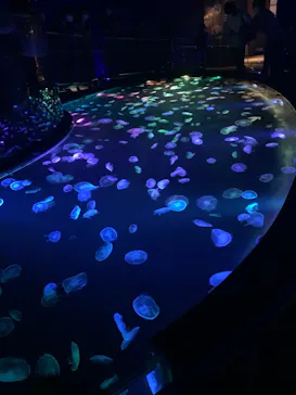 すみだ水族館に投稿された画像（2020/9/21）
