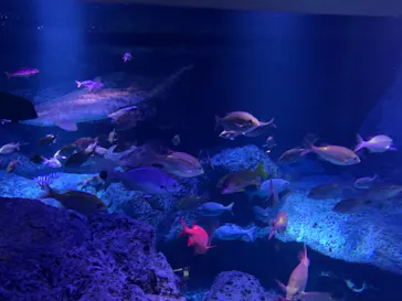 すみだ水族館に投稿された画像（2020/9/21）