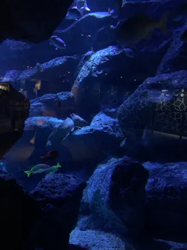 すみだ水族館に投稿された画像（2020/9/21）