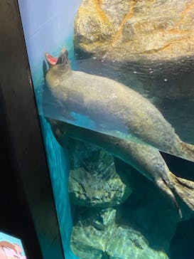 アクアワールド茨城県大洗水族館に投稿された画像（2020/9/21）