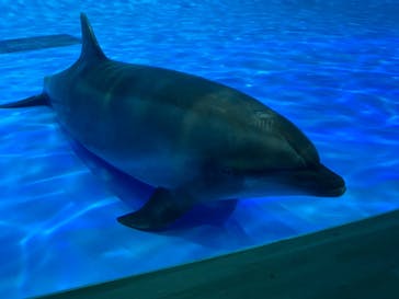 アクアワールド茨城県大洗水族館に投稿された画像（2020/9/21）