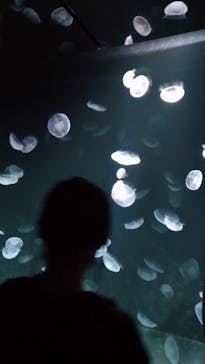 サンシャイン水族館に投稿された画像（2020/9/22）