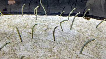 すみだ水族館に投稿された画像（2020/9/22）