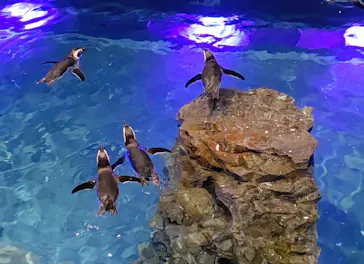 すみだ水族館に投稿された画像（2020/9/22）
