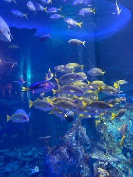 鳥羽水族館に投稿された画像（2020/9/22）