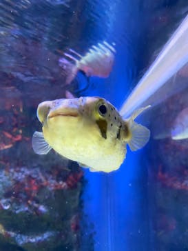 鳥羽水族館に投稿された画像（2020/9/22）