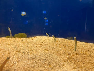 鳥羽水族館に投稿された画像（2020/9/22）