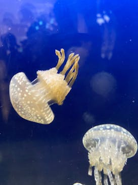 鳥羽水族館に投稿された画像（2020/9/22）