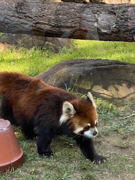 天王寺動物園に投稿された画像（2020/9/22）