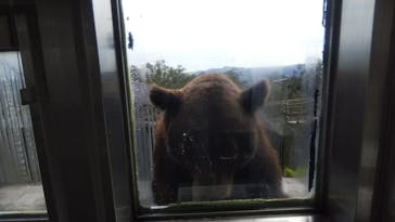 のぼりべつクマ牧場に投稿された画像（2020/9/22）