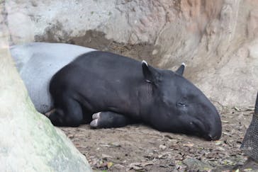 よこはま動物園ズーラシアに投稿された画像（2020/9/22）