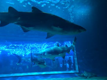 アクアワールド茨城県大洗水族館に投稿された画像（2020/9/22）