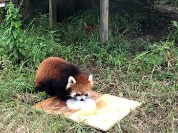 九十九島動植物園森きららに投稿された画像（2020/9/22）