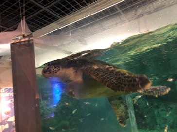 九十九島動植物園森きららに投稿された画像（2020/9/22）