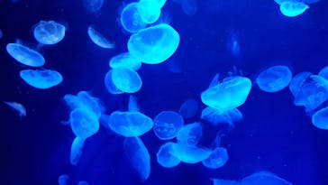 サンシャイン水族館に投稿された画像（2020/9/22）